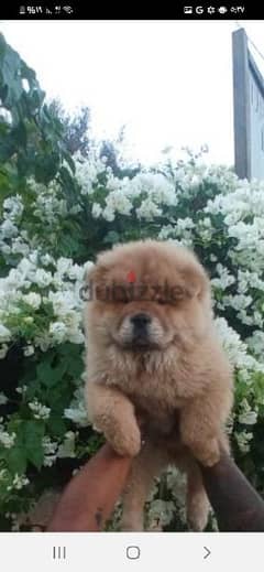 Chow Chow Puppies Dogs for sale in Lebanon dubizzle Lebanon OLX