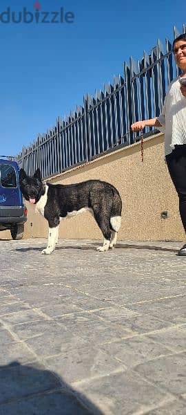 American akita pure dog female 2