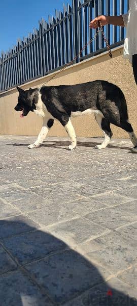 American akita pure dog female 3