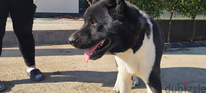 American akita pure dog female 5