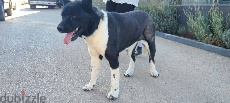 American akita pure dog female 6