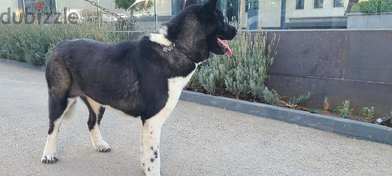 American akita pure dog female 9