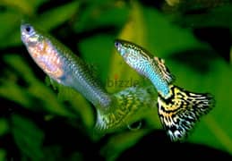 guppies and swordtails