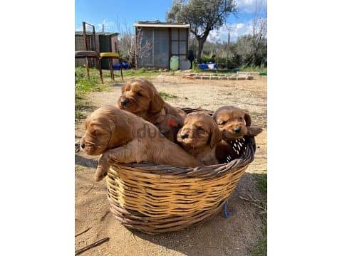 Cocker Spaniel Puppies /Available in Shop/ Delivery! Dog / كلاب 0