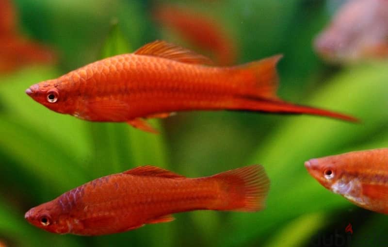 guppies and swordtails 1