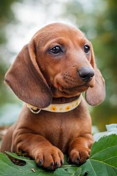 Dachshund Brown Puppies/ Dog كلاب DELIVERY 0