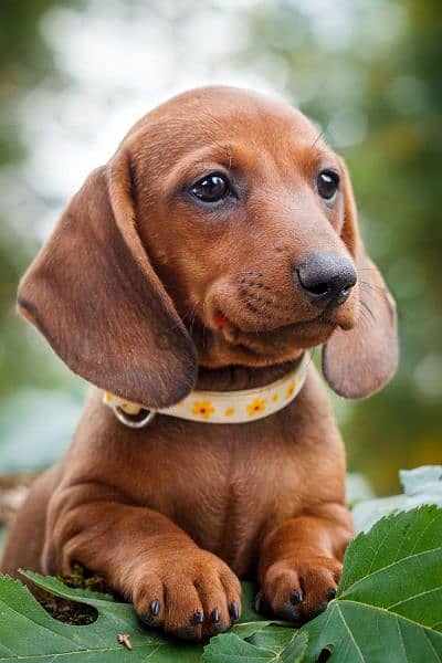 Dachshund