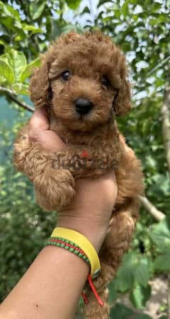 Poodle Puppies Imported/ dog كلاب DELIVERY