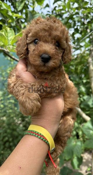 Poodle Puppies Imported/ dog كلاب DELIVERY