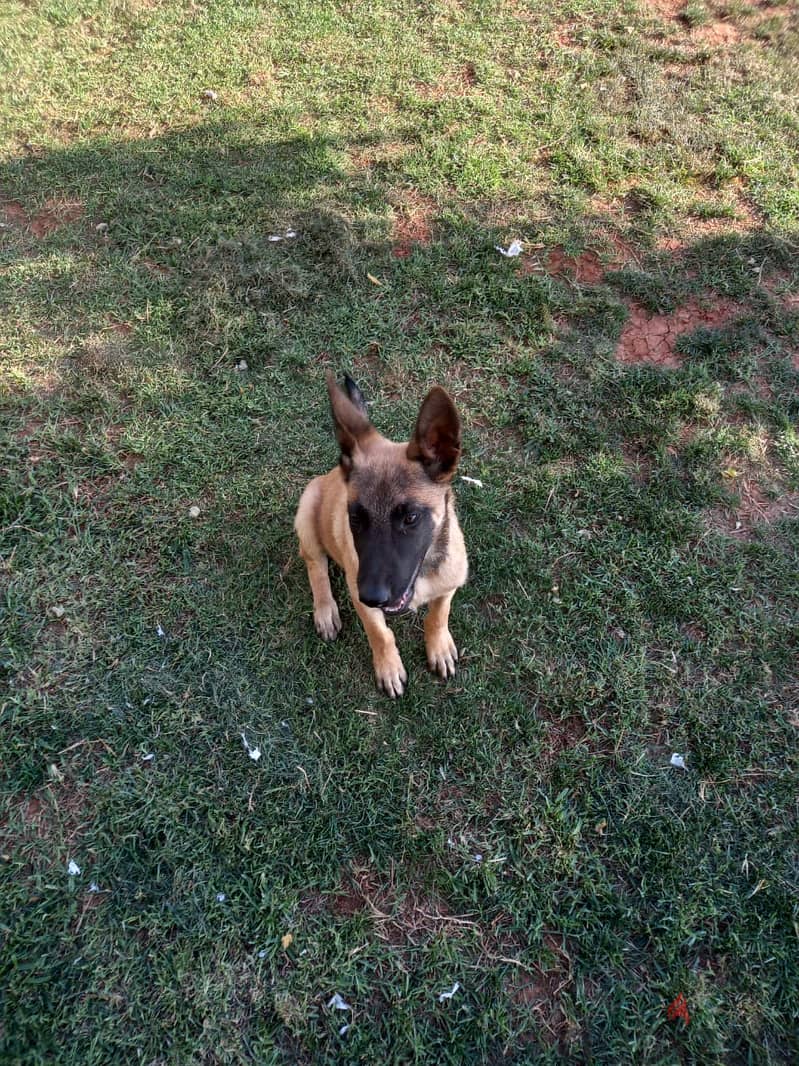 Belgian Malinious 4 Months 1