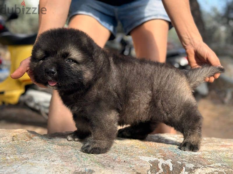 Caucasian Shepherd puppies 0