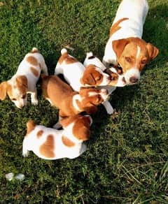 Jack Russell Puppies Available in Shop/ Delivery! Dog / كلاب 0