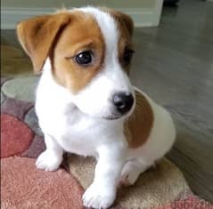 jackrussel