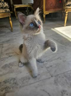 A beautiful blue eyed female Ragdoll cat