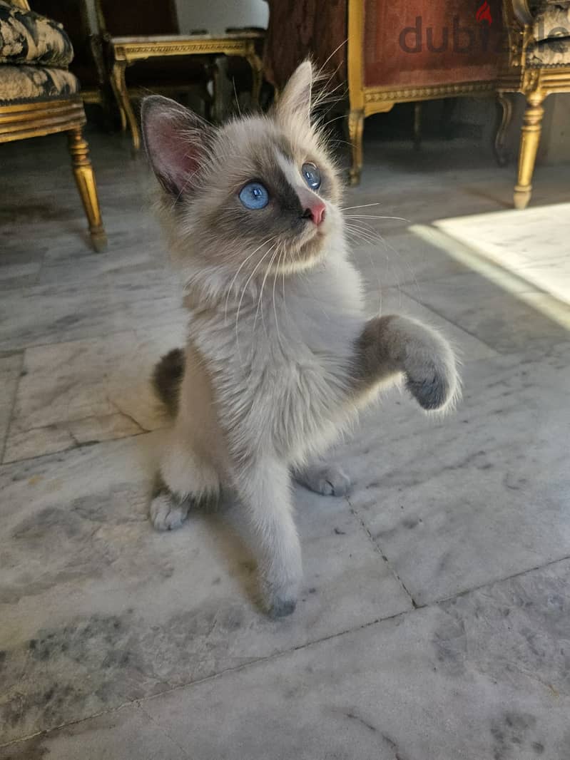 A beautiful blue eyed female Ragdoll cat 0