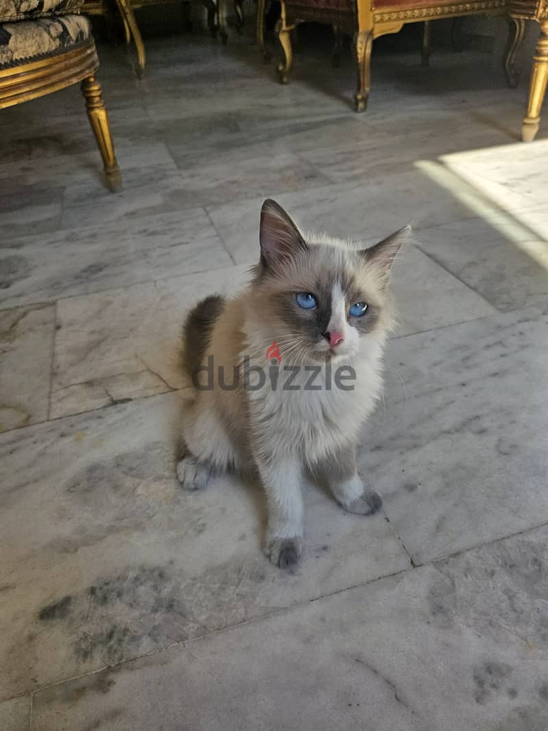 A beautiful blue eyed female Ragdoll cat 1