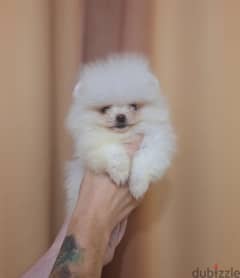 Pomeranian teacup 0