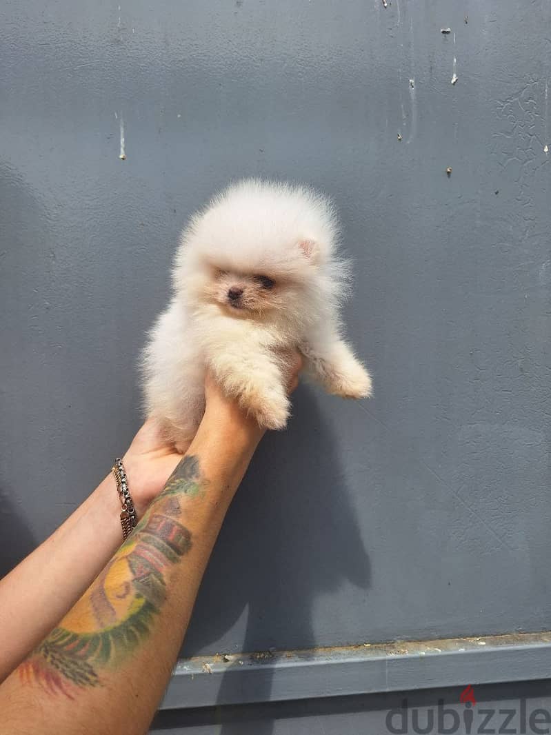 Pomeranian teacup 1