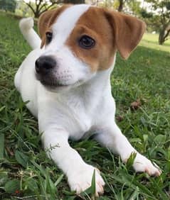 Jack Russell Puppies/ dog كلاب/ Delivery