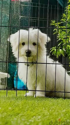 bichon puppies