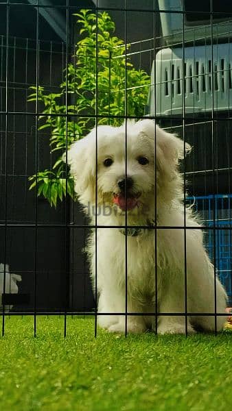 bichon puppies 1