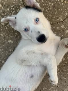 adorable puppy three month