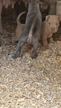 XxL pitbull Last female available