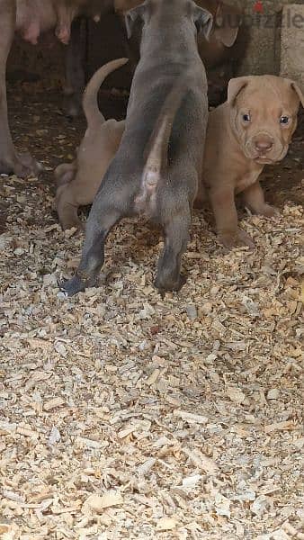 XxL pitbull Last female available 0