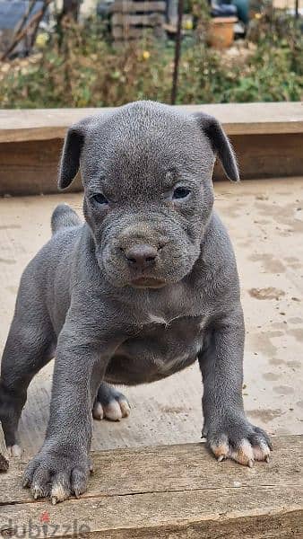 XxL pitbull Last female available 1