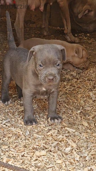 XxL pitbull Last female available 2