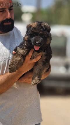 Super male german shepherd 0