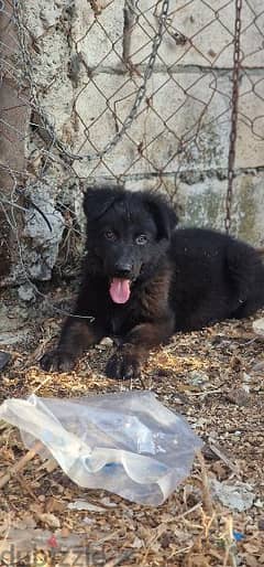 black shepherd available