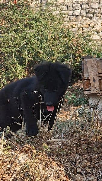 black shepherd available 1