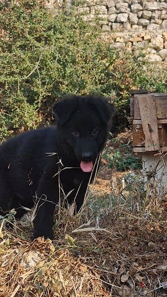 black shepherd available 2