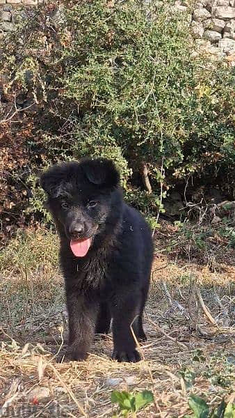 black shepherd available 4