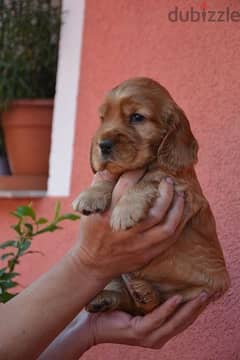 Cocker Spaniel puppies/ dog/كلاب/delivery