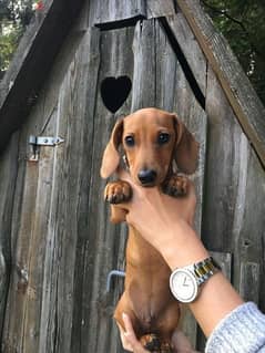 Dachshund Puppy/ dog كلاب DELIVERY 0