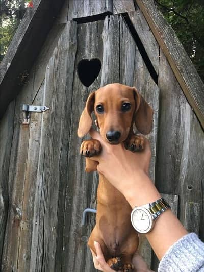 Dachshund Puppy/ dog كلاب DELIVERY