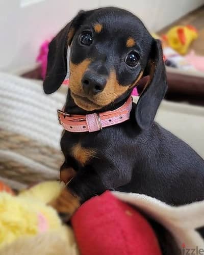 Dachshund Puppies Imported/ dog كلاب DELIVERY