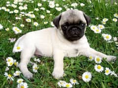 Pug Puppies Available / dog / كلاب / Delivery