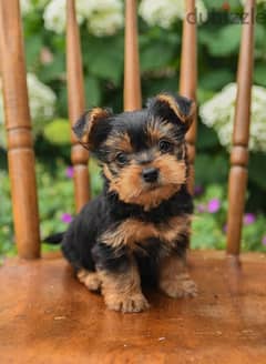 Yorkshire puppy