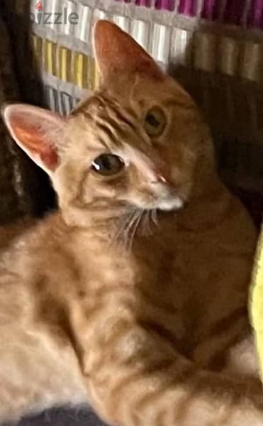 Reward 300$ Missing male brown cat 1 year old approximate age 1