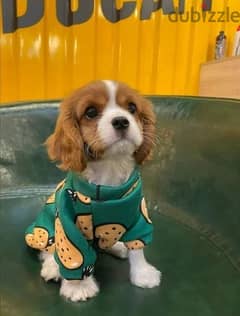 Cavalier king charles/dog/كلاب/delivery/available