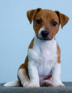 Jack Russell puppies/Dog/كلاب/Delivery