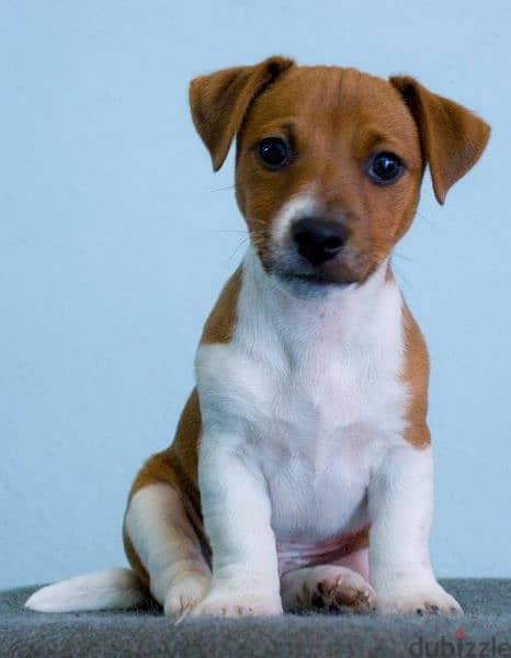 Jack Russell puppies/Dog/كلاب/Delivery 0