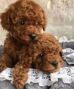 Toy Poodle puppies/Imported/dog /كلاب/Delivery/Available