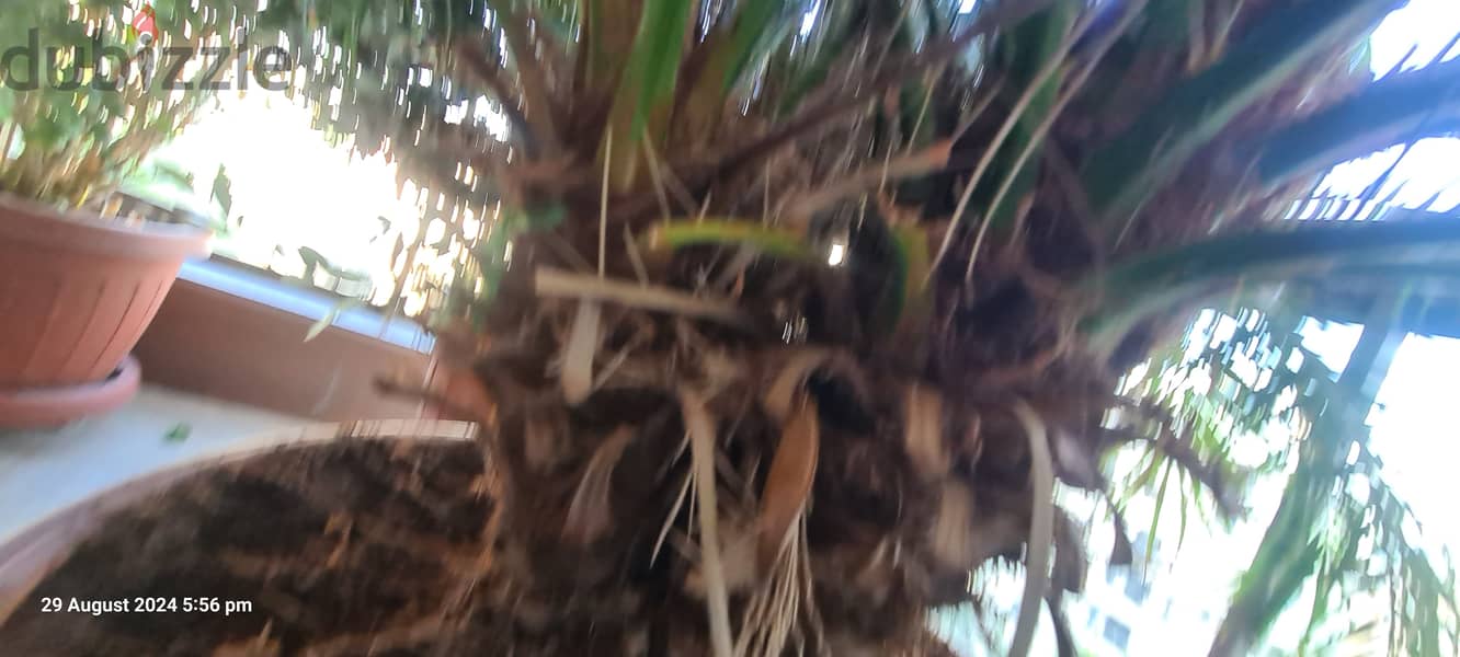 1 palm tree with 3 logs sprouting from tree. . . . نخلة ب ثلاث جذوع 1