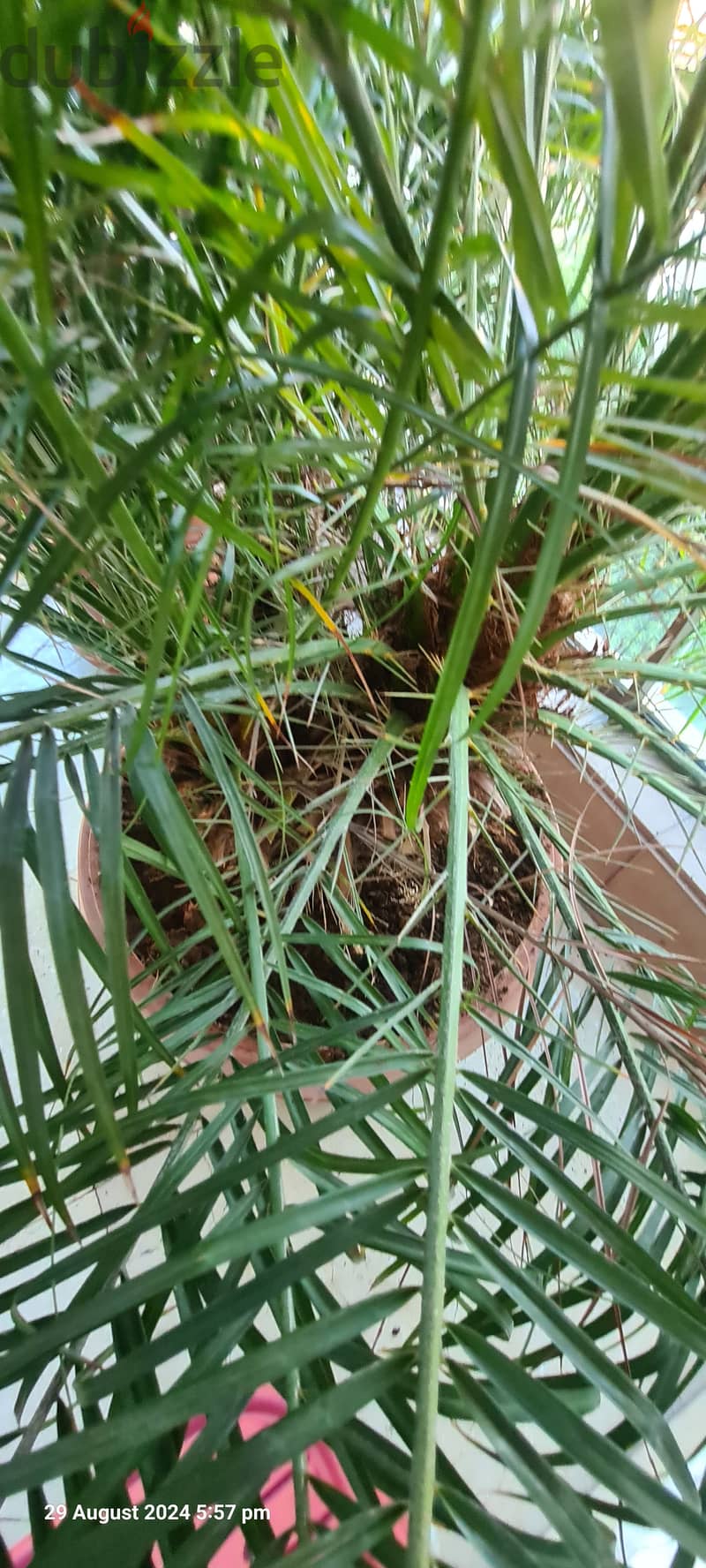 1 palm tree with 3 logs sprouting from tree. . . . نخلة ب ثلاث جذوع 9