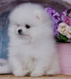 Pomeranian teacup