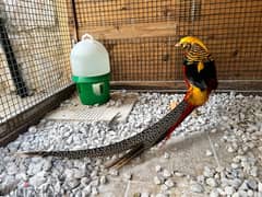 Golden Pheasant Male